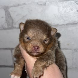 Bingo - Lavender female Pomeranian puppy in Perry County, Ohio from Speechless Pom’s