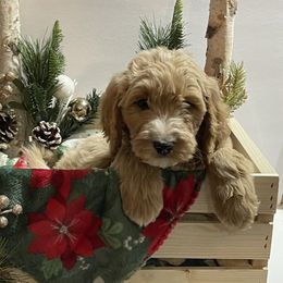 Goldendoodles and Poodles from Painted Rose Poodles and Doodles