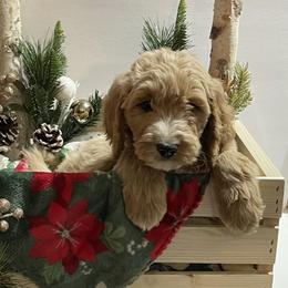 Goldendoodles and Poodles from Painted Rose Poodles and Doodles