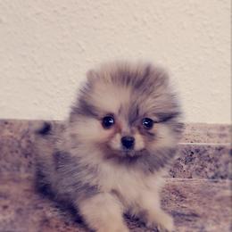 French Bulldog and Pomeranian Puppies from Purrs N Poms
