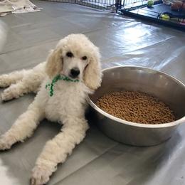 Poodle Puppies from TNT Poodles