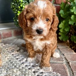 Aussiedoodle and Goldendoodle Puppies from Skyridge Doodles