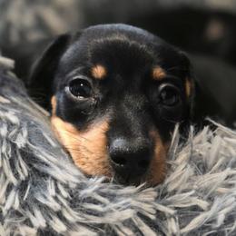 Leia AKC - Black and tan female Dachshund puppy in Arizona from Tps Teeny Weins