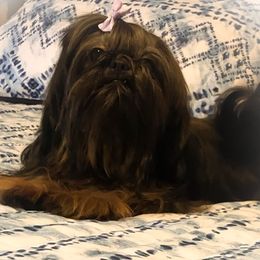 Shih Tzus from Carolina’s Fancy Tzu