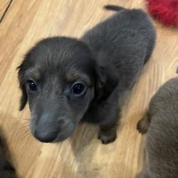 Lily Rose - Blue and tan female Dachshund puppy in Poplarville, Mississippi from Sarah’s Darling Dachshunds