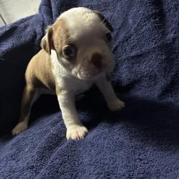 Elsa - Red female Boston Terrier puppy in Pierceton, Indiana from Deb's Boston Terriers