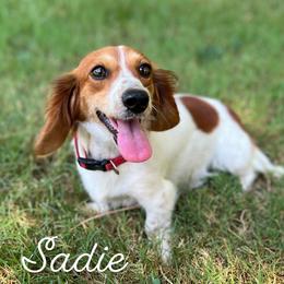 Sadie - Dachshund