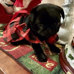 Mercedes - Black female Pug puppy in Saint Pauls, North Carolina from Copperfield’s Goldens