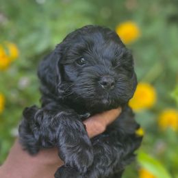 Black-purple girl - Black female Cockapoo puppy in Rigby, Idaho from Elkington Family Farms LLC