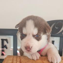 Maya - Brown and white female Siberian Husky puppy in Springfield, Massachusetts from 16acreshuskies