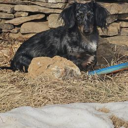 Dachshund puppies from Long Mountain Long Dogs