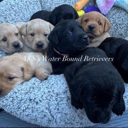 3rd pk yellow male - Yellow male Labrador Retriever puppy in Newport, North Carolina from AKS’s Water Bound Retrievers