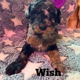 Wish with training - Phantom female Bernedoodle puppy in Boonville, North Carolina from Doods & Dolls