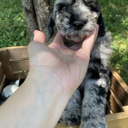 Sheepadoodle Puppies from Primrose Cottage Puppies