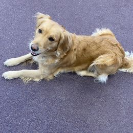 Golden Retriever All Grown Up from Ashley’s Adventurous Pups