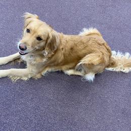Golden Retriever All Grown Up from Ashley’s Adventurous Pups