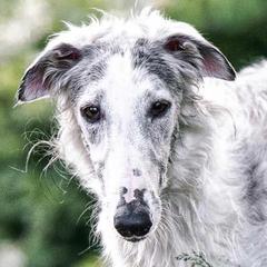 Borzois from ShiFae Legacy