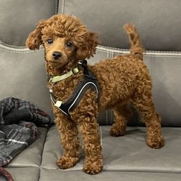 Gatsby - Poodle