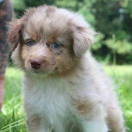 Poppy-2500-ready to go - Red merle female Australian Shepherd puppy in Star City, Arkansas from Blush & Lace Aussie Co.