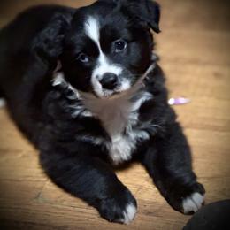 Australian Shepherd Puppies from HP Aussie Kennels