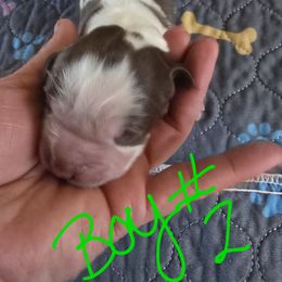 Ross - Liver and white male English Springer Spaniel puppy in Perry, New York from Chappell Hill Springers