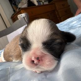 Boy 2 Honey - Gold and white male Shih Tzu puppy in Madras, Oregon from Maridee’s ShihTzu