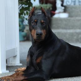 Doberman Pinschers from Blackthorn Kennel