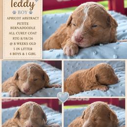 Teddy - Yellow and white male Bernedoodle puppy in Rising Sun, Indiana from Ruby Lane Doodles