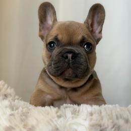 Benedict - Fawn male French Bulldog puppy in San Diego, California from California Dream Frenchies