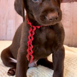 Red Collar Chocolate Male - Chocolate male Labrador Retriever puppy in Gainesville, Georgia from Rucker Retrievers