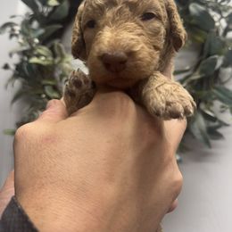 Blue - Apricot male Goldendoodle puppy in Sanford, Florida from Florida Coast Golden Doodles