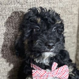 Liam - Black phantom Aussiedoodle puppy in Houston, Texas from Jomelkin Furry Pals