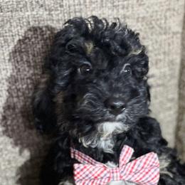 Liam - Black phantom Aussiedoodle puppy in Houston, Texas from Jomelkin Furry Pals