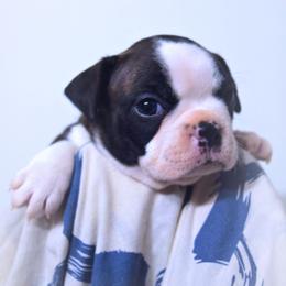 Baby Poppy - Black brindle and white female Boston Terrier puppy in Kingsport, Tennessee from Sleepwalker Bostons