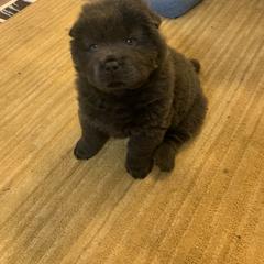 Chow Chow Puppies from Darling Chows