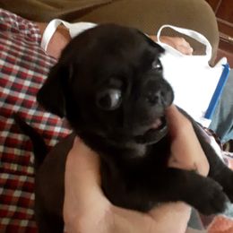 Pug Puppies from Hatfield Pugs