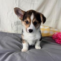 Hunter - Black and tan male Pembroke Welsh Corgi puppy in El Dorado Springs, Missouri from Trixie Dixie
