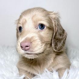 Zack Morris - Cream male Dachshund puppy in Perris, California from The Dach House