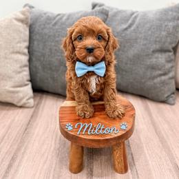 Milton - Red male Cavapoo puppy in Ormond Beach, Florida from Florida Coast Doodles