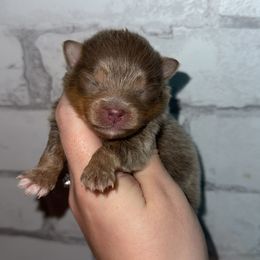 Bingo - Lavender female Pomeranian puppy in Perry County, Ohio from Speechless Pom’s