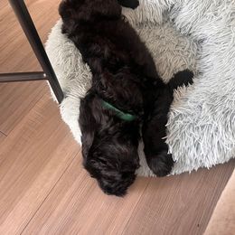 Giant Schnauzer Puppies from Olympian Giant Schnauzers