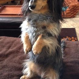 Dachshunds from Susan's Dachshunds