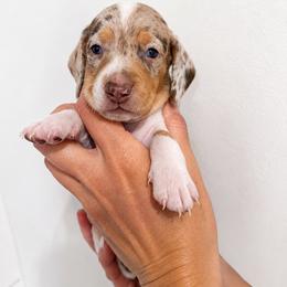Patches - Piebald male Dachshund puppy in Callahan, Florida from Little Foot Kennels