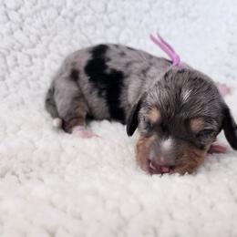 Polly - Dapple female Dachshund puppy in Anaconda, Montana from Williams Family Dachshunds