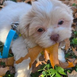 Delilah (Juniper) - Cream and white female Shih Tzu puppy in Brighton, Missouri from Morningstar's Shih Tzu