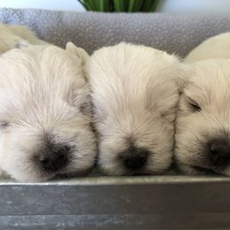 Shihpoo, Shih Tzu, and West Highland White Terrier Puppies from Westie Way & Polly Tzu Shih tzu and more