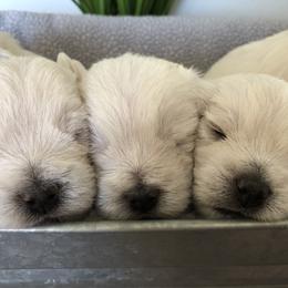 Shihpoo, Shih Tzu, and West Highland White Terrier Puppies from Westie Way & Polly Tzu Shih tzu and more