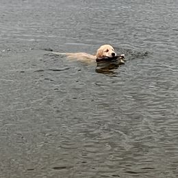 Golden Retriever Puppies from Chrysanthos Golden Retrievers
