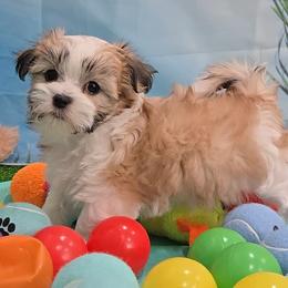 Betty - female Mal-Shi puppy in Aurora, Missouri from KnJ Precious Paws LLC