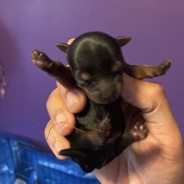 Rottweiler and Yorkshire Terrier Puppies from Superior Family Kennels